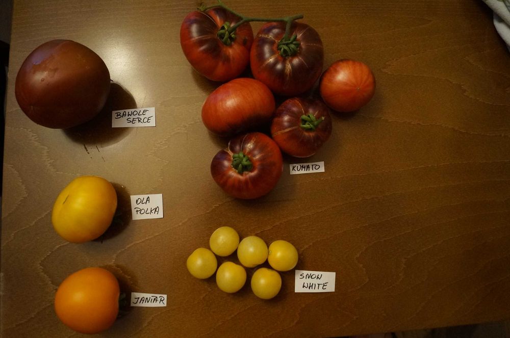 Nasiona pomidorów Bawole serce i inne