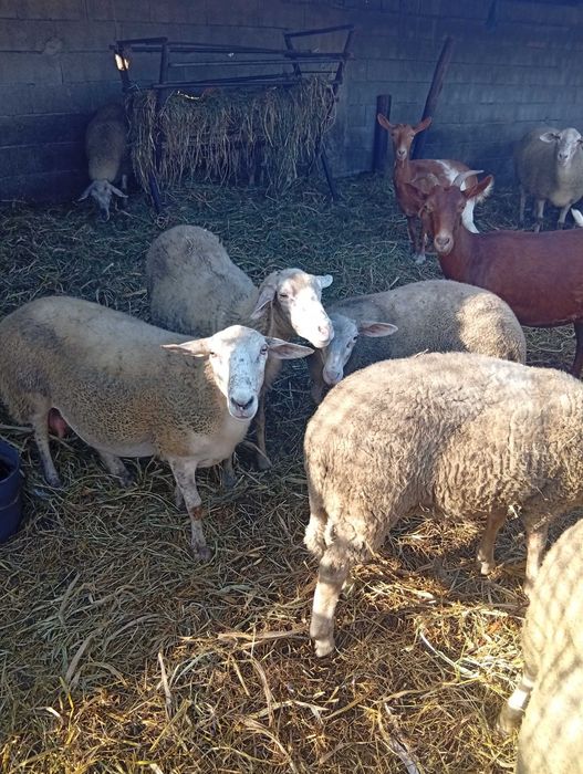 Vendo ovelhas e cabras com várias idades