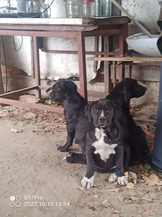 Цуценята Бандоги ф-4.