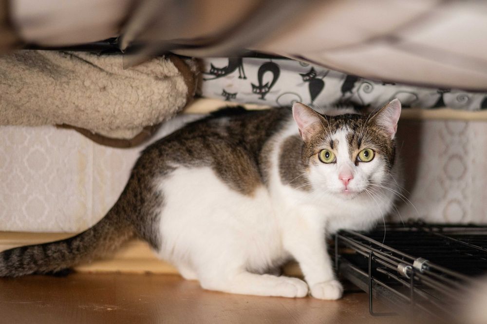KAJTEK wyjątkowy kocurek do adopcji - piękny, ale płochliwy