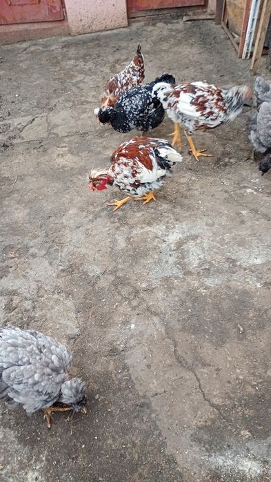 Продам півні молоді