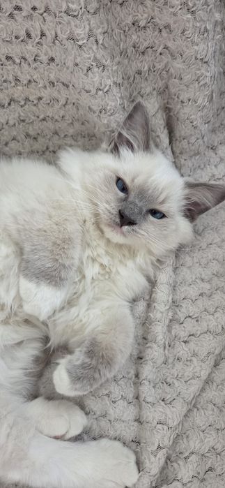 Kocurek rasy Ragdoll