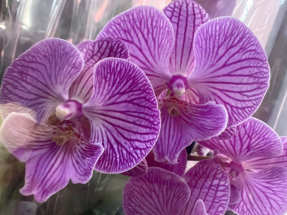 Орхідея Бігліп сортові