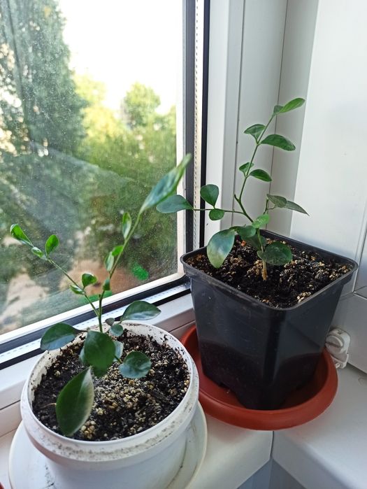 Продам саженцы  Муррайи метельчатой, детки, в Днепре.