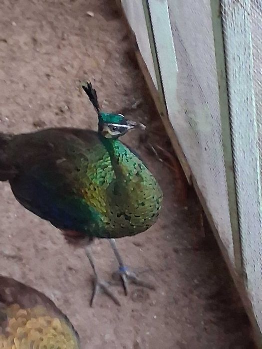 Pavoas muticus imperator