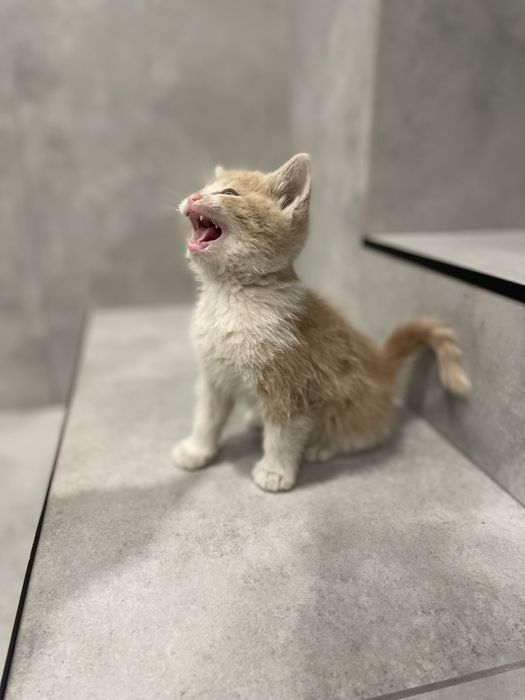 Віддам в добрі руки кошенят