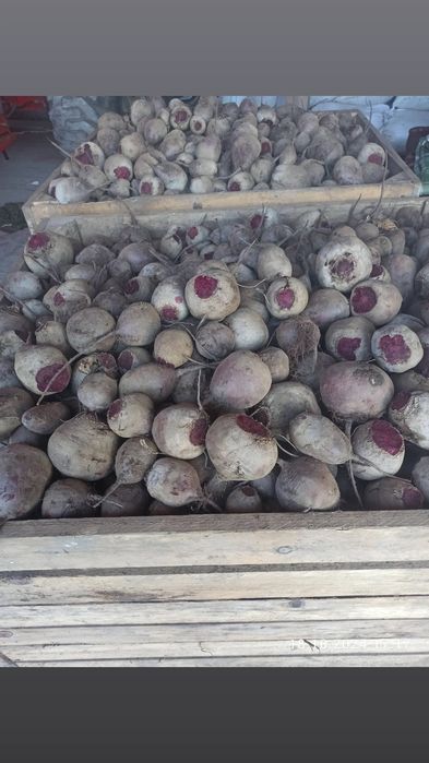 Продам , цибуля , капуста квашена , буряк столовий...