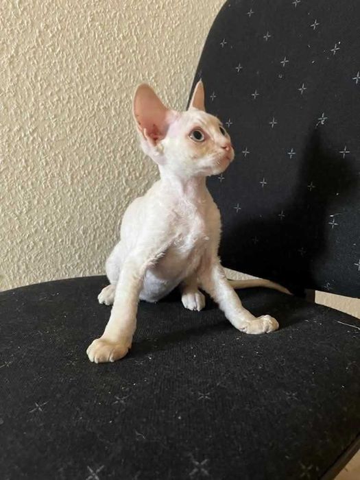 Devon Rex