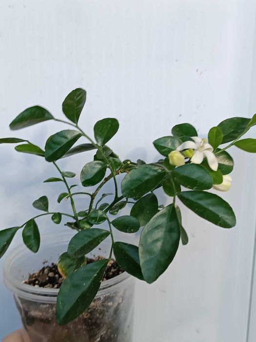 Мурайя -  тропічна рослина