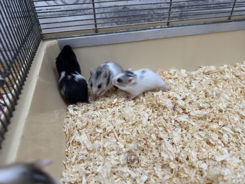 Chomiki Syryjskie  młode samce i samiczki