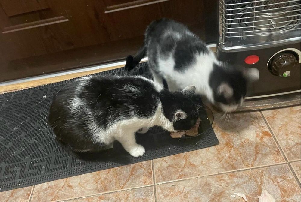 Oddam kotki w dobre ręce Warszawa Wyszków