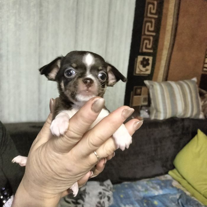 Минички-малышки и мальчишки.