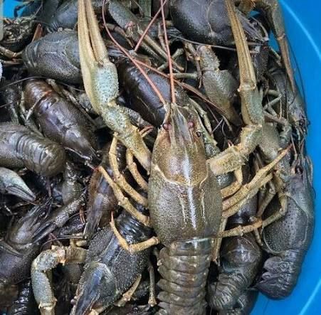 Живі раки гурт та роздріб