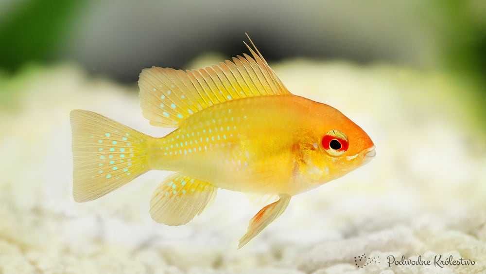 Pielęgniczka Ramireza Gold - TINA ZOO ZABRZE