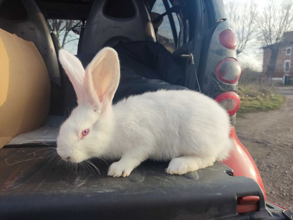 Кролики.продажа.