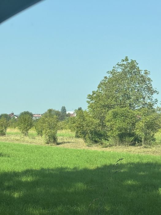 Drewno drzewa drzewka opał