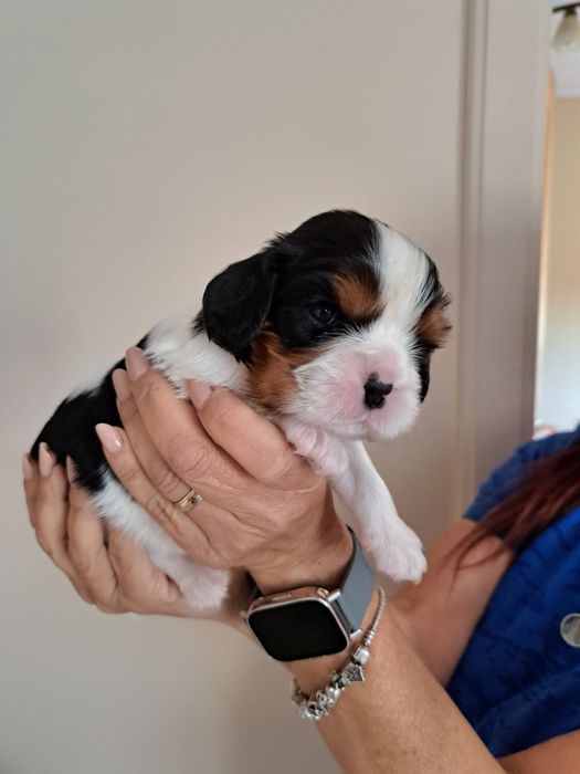 Cavalier King Charles Spaniel