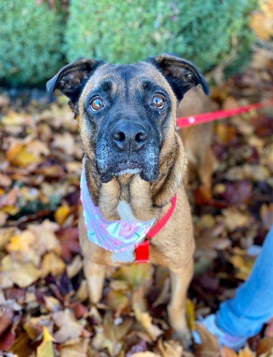 Puma w typie boksera szuka domu. Adoptuj!