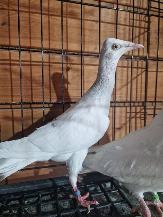 Pdl perłowy perłowe srebrniak srebniaki gołąb golębie