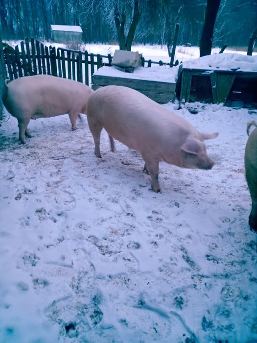 Продам свиней живою вагою