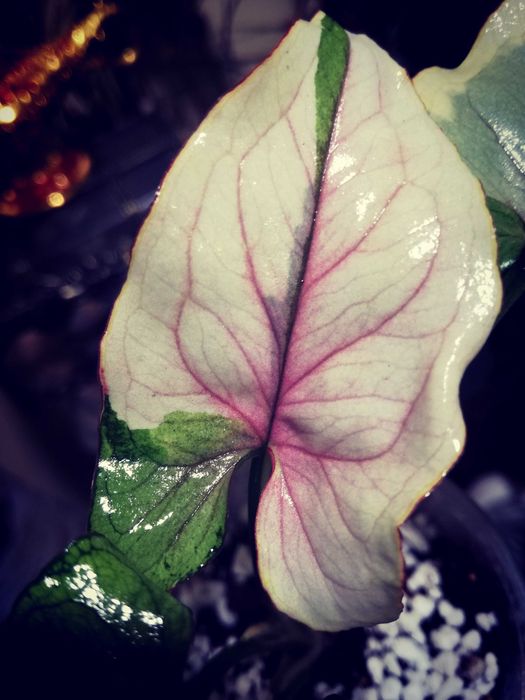 Syngonium WHITE PRINCESS Variegata pink WIELKA RZADKOŚĆ Unikat Monstera Philodendron