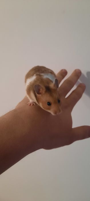 Chomiki syryjskie
