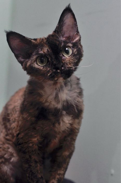 Доросла кішка Девон Рекс