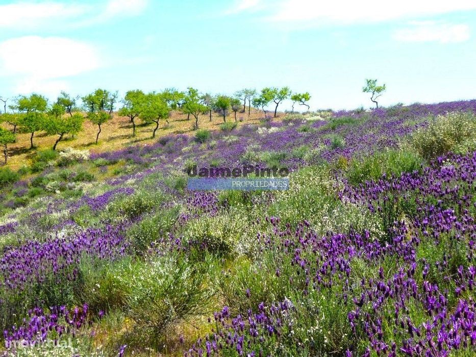 78.000m2 Terreno para Plantações e para construção Casa de Campo. P...
