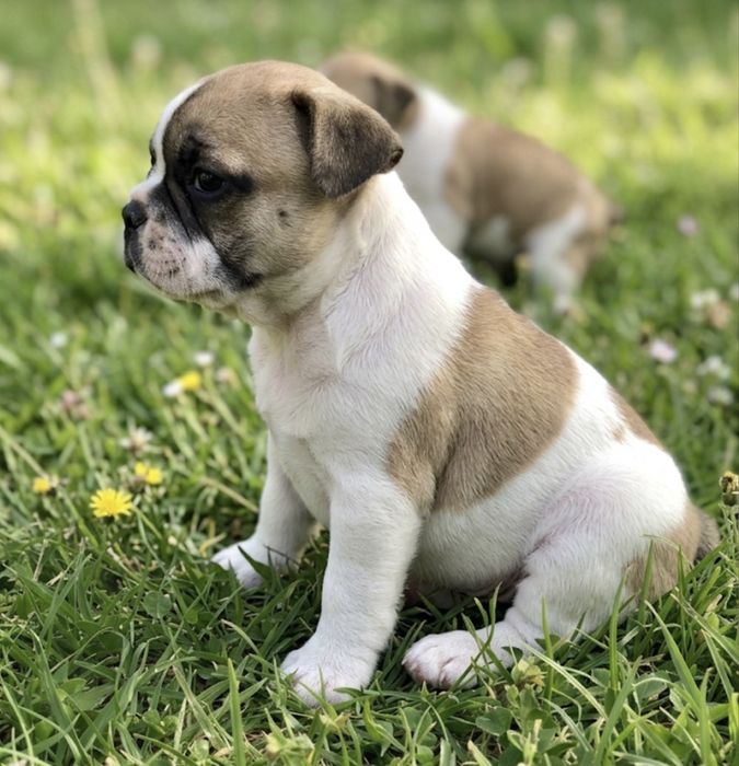Buldogue frances