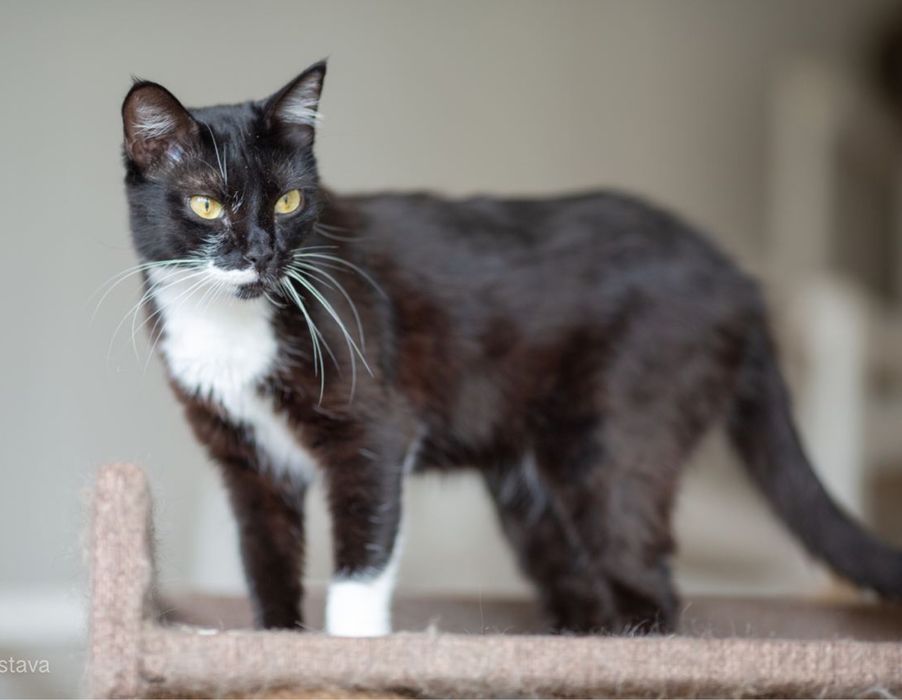 Панда, 2 года, кошечка, черное белая кошка, котенок