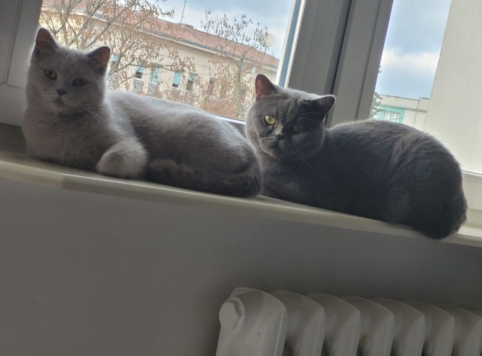Piękny kotek liliowy