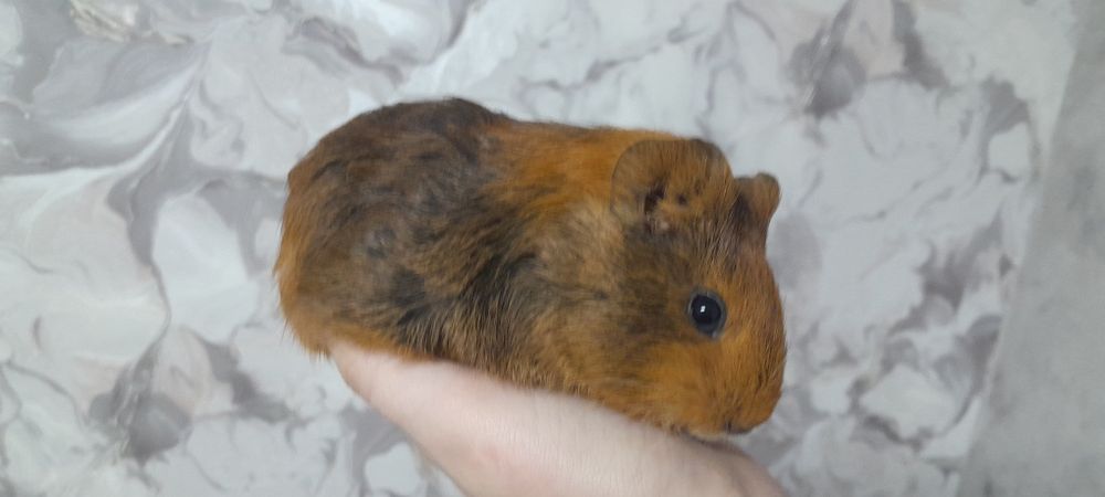 Дві морські свинки