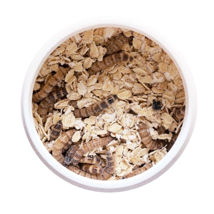 Живой корм – Зофобас Зоофобус Zophobas morio Кормовые насекомые