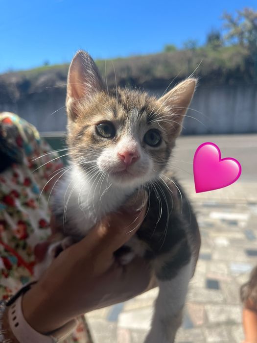 Mamã jovem meiga e bebés para adoção responsável