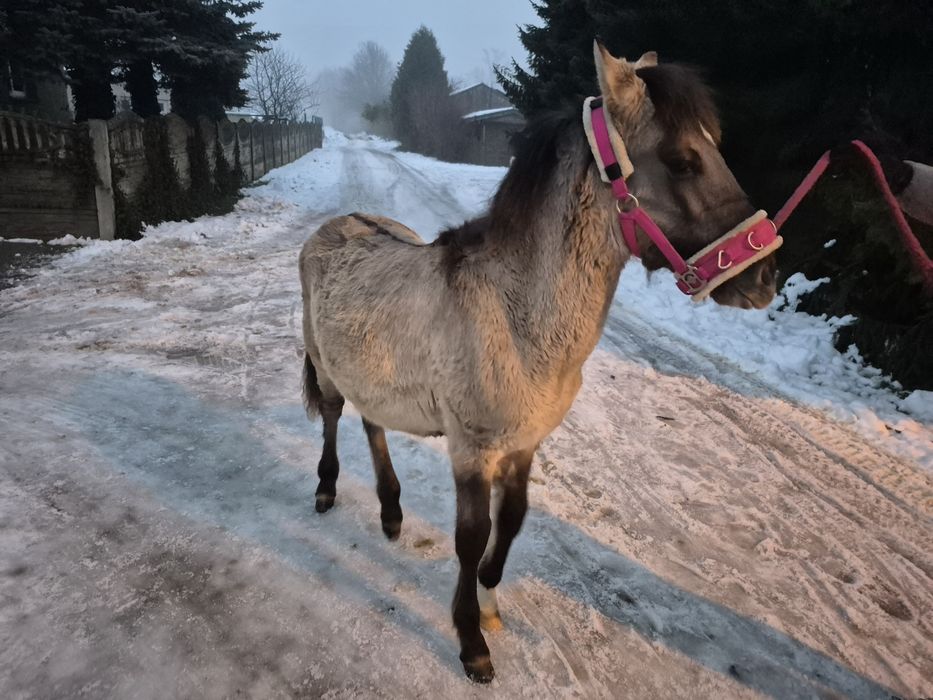 Ogierek Konik Polski