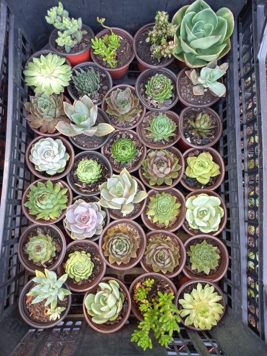 Plantas suculentas mini
