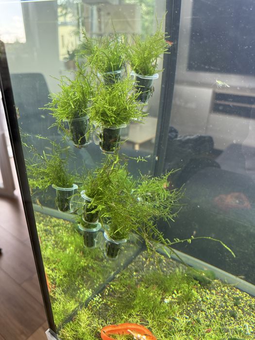 Kubeczek z mchem meacock moss