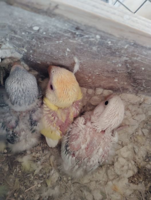 Agapórnis Roseicollis