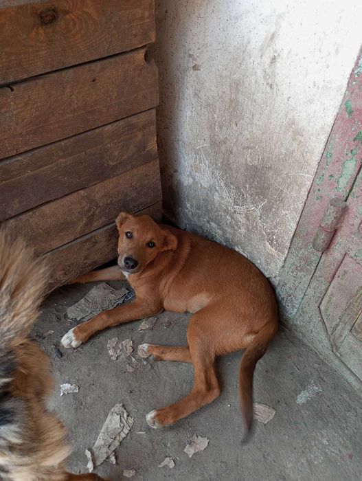 Щенята в добрі руки