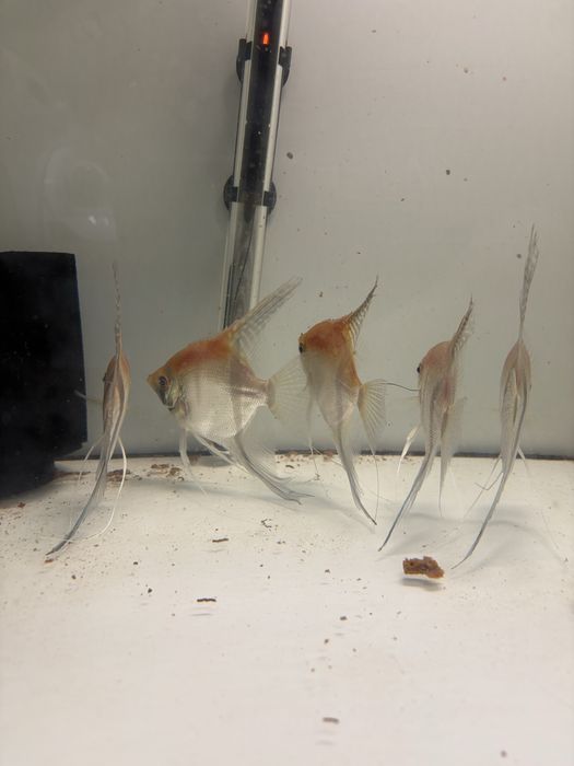 Skalary manacapuru po rodzicach od Simona