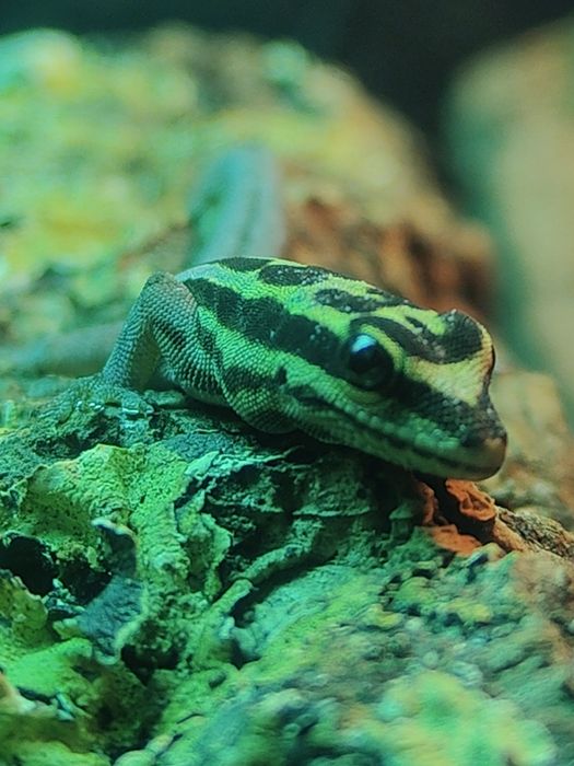 Lygodactylus kimhowelli gekon dzienny jaszczurka