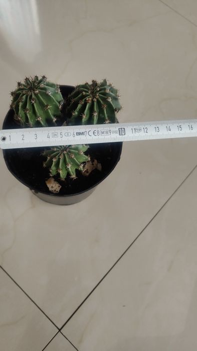 Kaktus echinopsis tubiflora