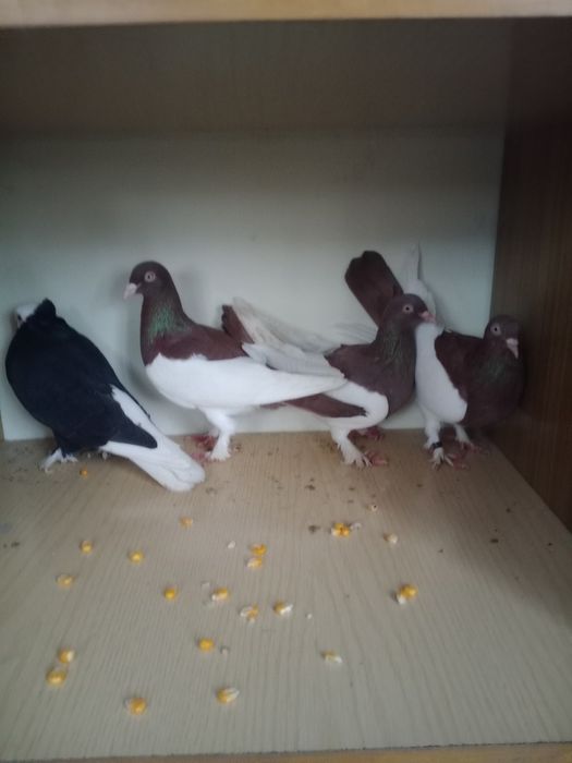 Gołębie ozdobne ..