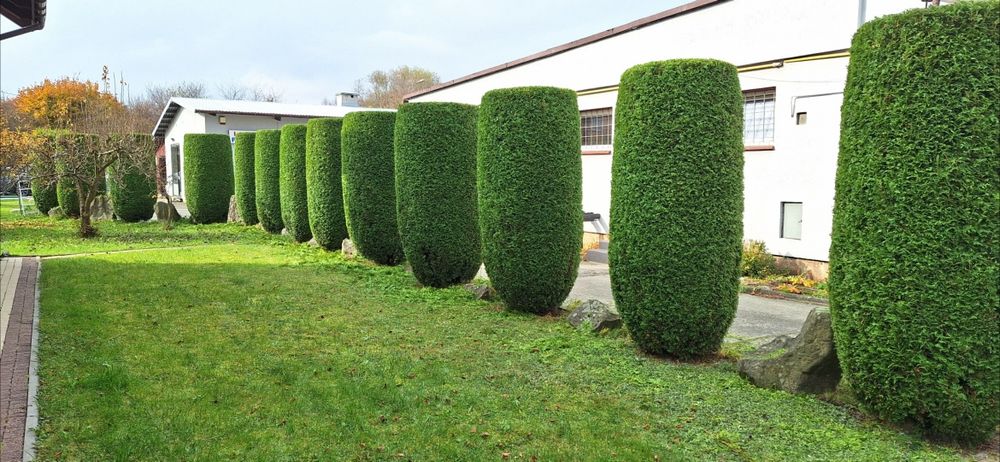 PRZYCINANIE TUJI , Żywopłotu z wywozem ,koszenie trawy,