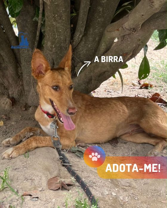 Birra - cadela jovem porte medio