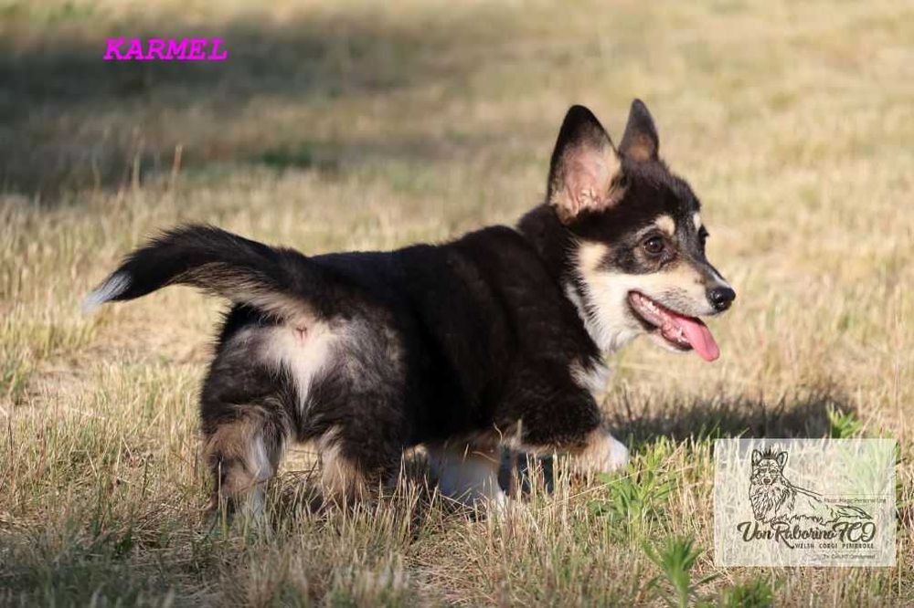 Welsh corgi pembroke