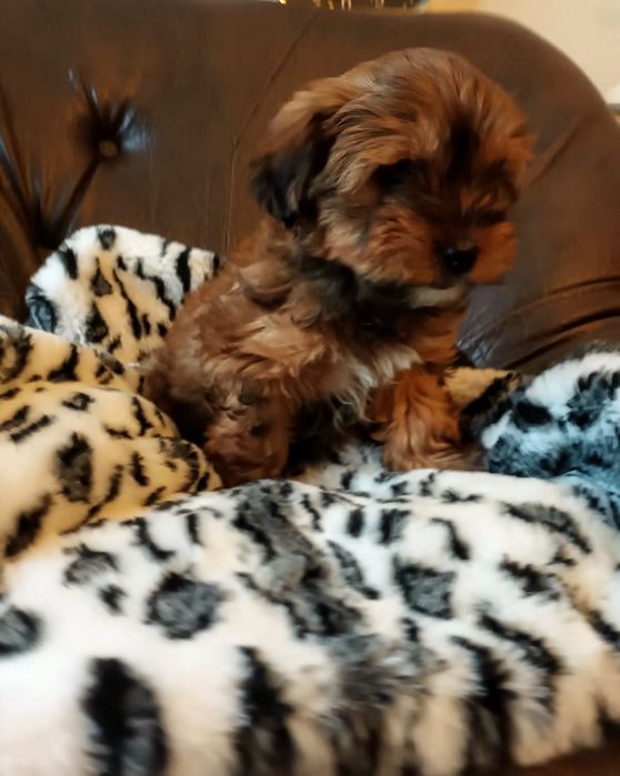 Śliczny piesek maltańczyk