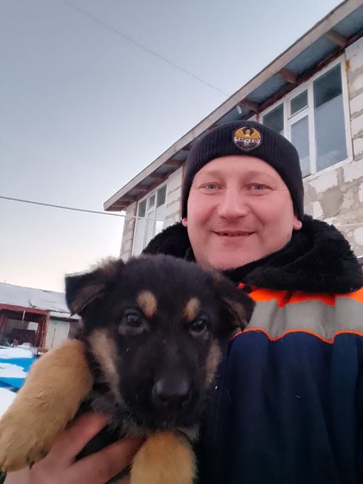 Немецкая овчарка.