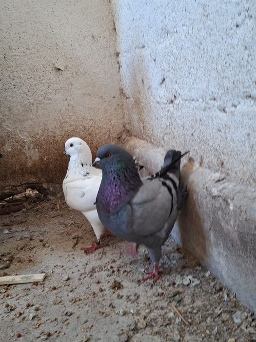 Kingi kingi gołębie ozdobne