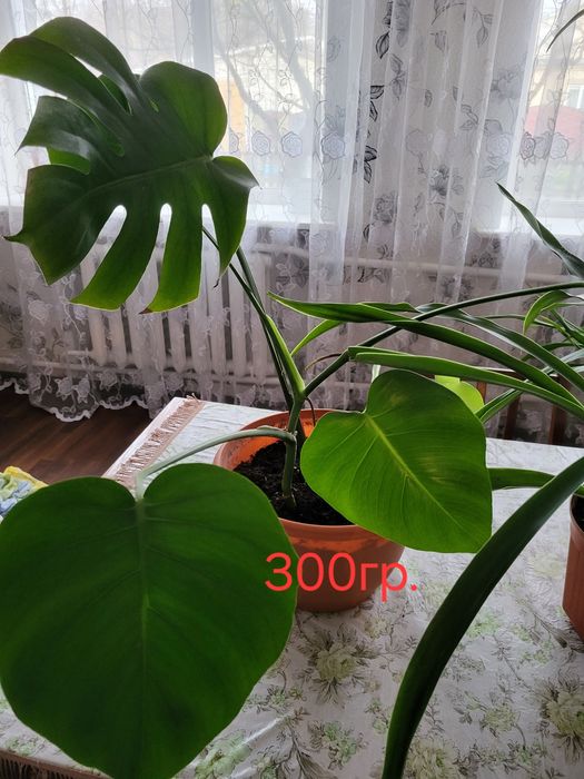 Пальми Монстера та Панданус.